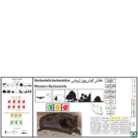 گونه خفاش گوش پهن اروپایی Western Barbastelle